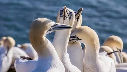 leyu乐鱼体育综合-勇士反弹成功终结连败阴霾，勇士复出