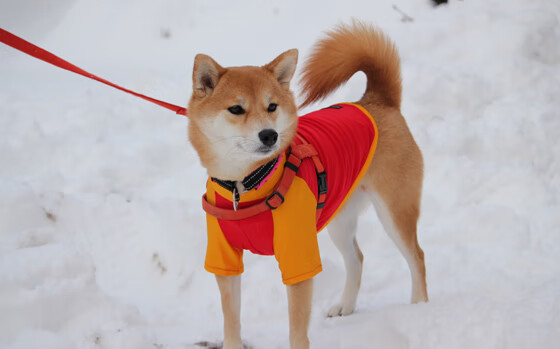 Leyu Sport登录入口-乡村特色骑马节，感受民族文化中的运动魅力，骑马宣传