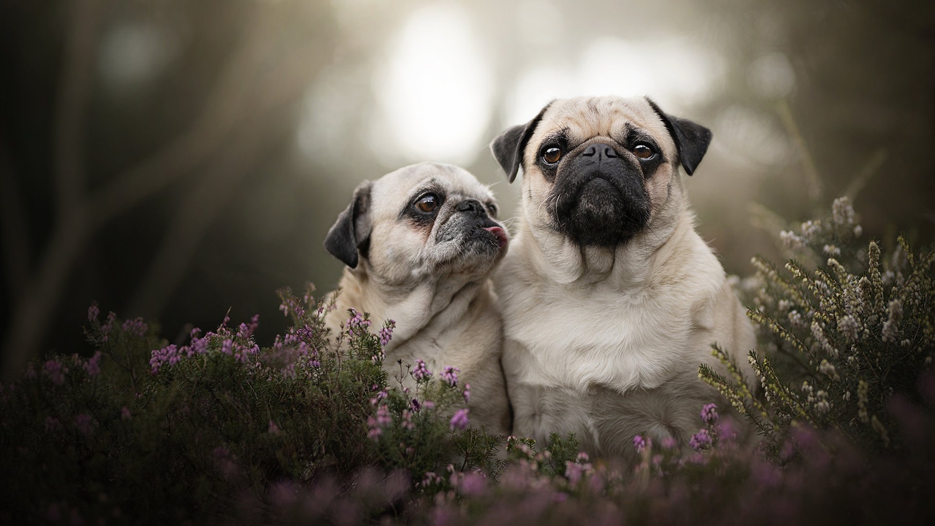 乡村特色高山滑雪,雪域奇观让人心醉,高山滑雪魅力