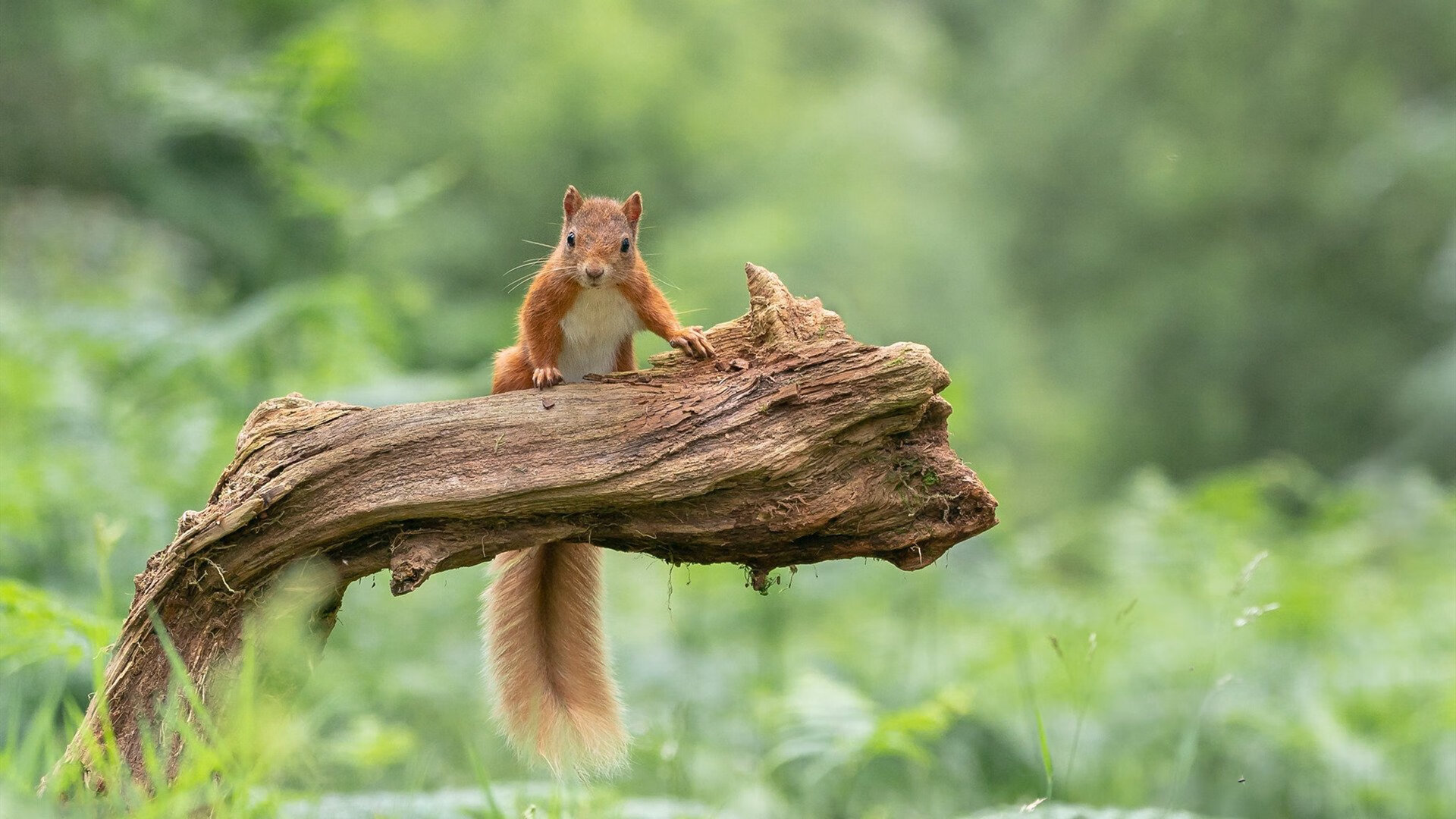 全国青少年足球裁判员“线上+线下”培训体系逐步走向完整体系,足球裁判报名时间