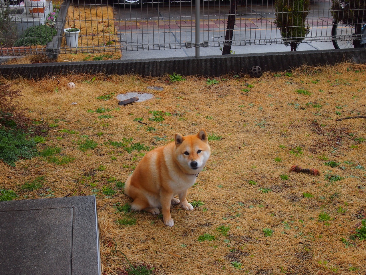 尤文图斯憾负多特蒙德,遗憾止步八强,尤文图斯和多特蒙德