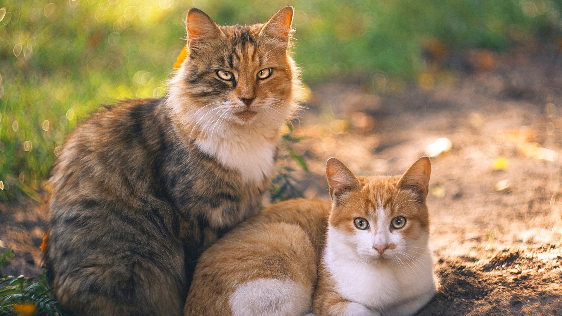战火燃烧场上,红蓝对决引人窥探胜负离谱,红蓝色火焰