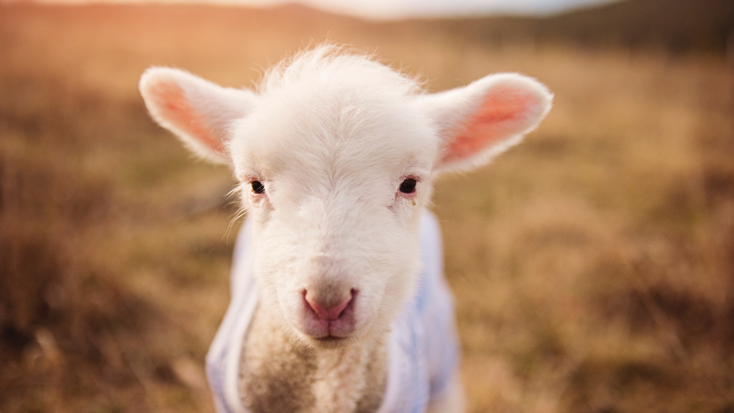 乐鱼体育登录-战火蔓延全球，女子足球再掀狂潮，女子足球比赛