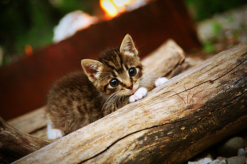战火蔓延全球,女子足球再掀狂潮,女子足球运动