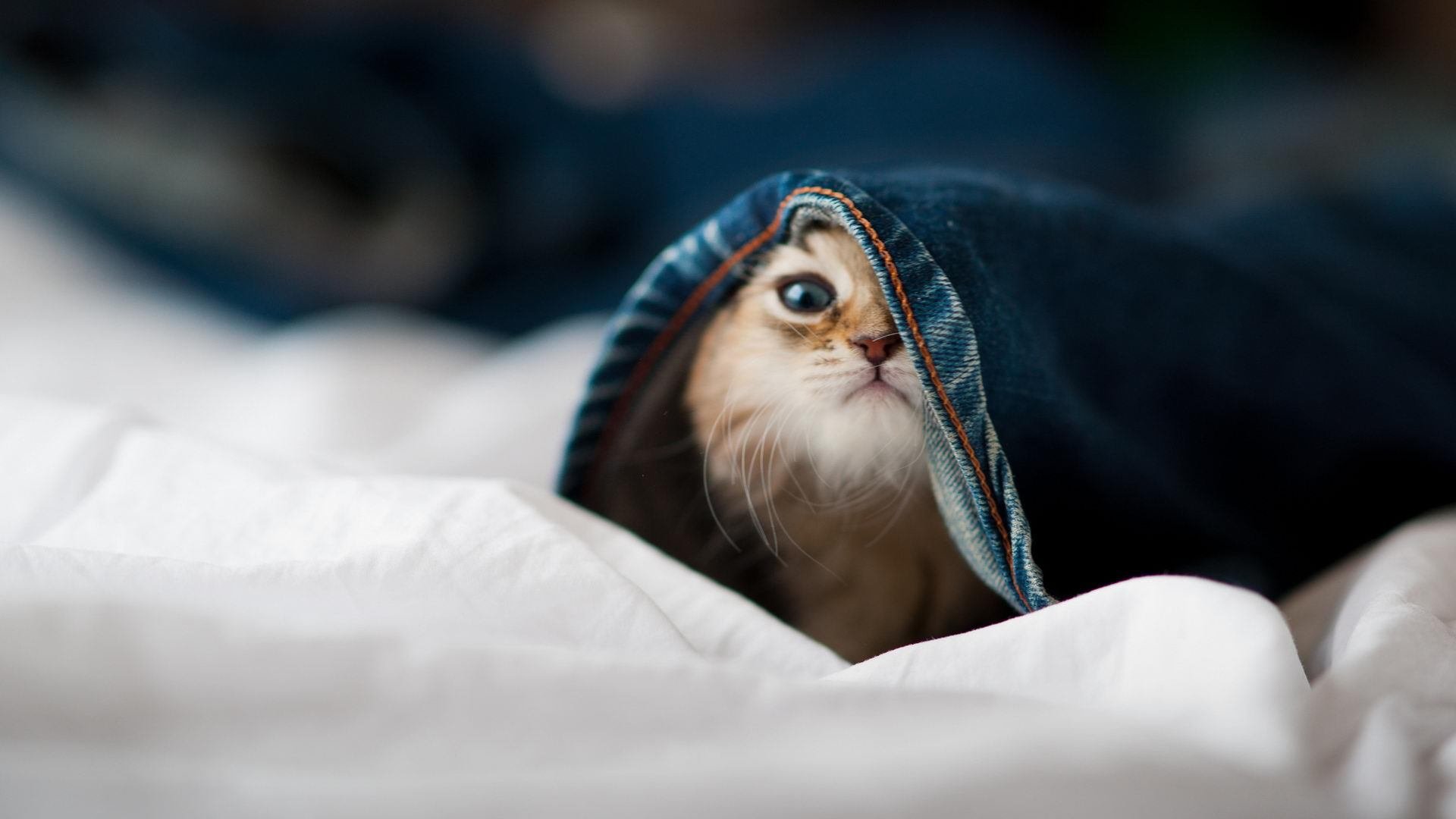 篮网小将爆发助球队力克灰熊,nba篮网对灰熊