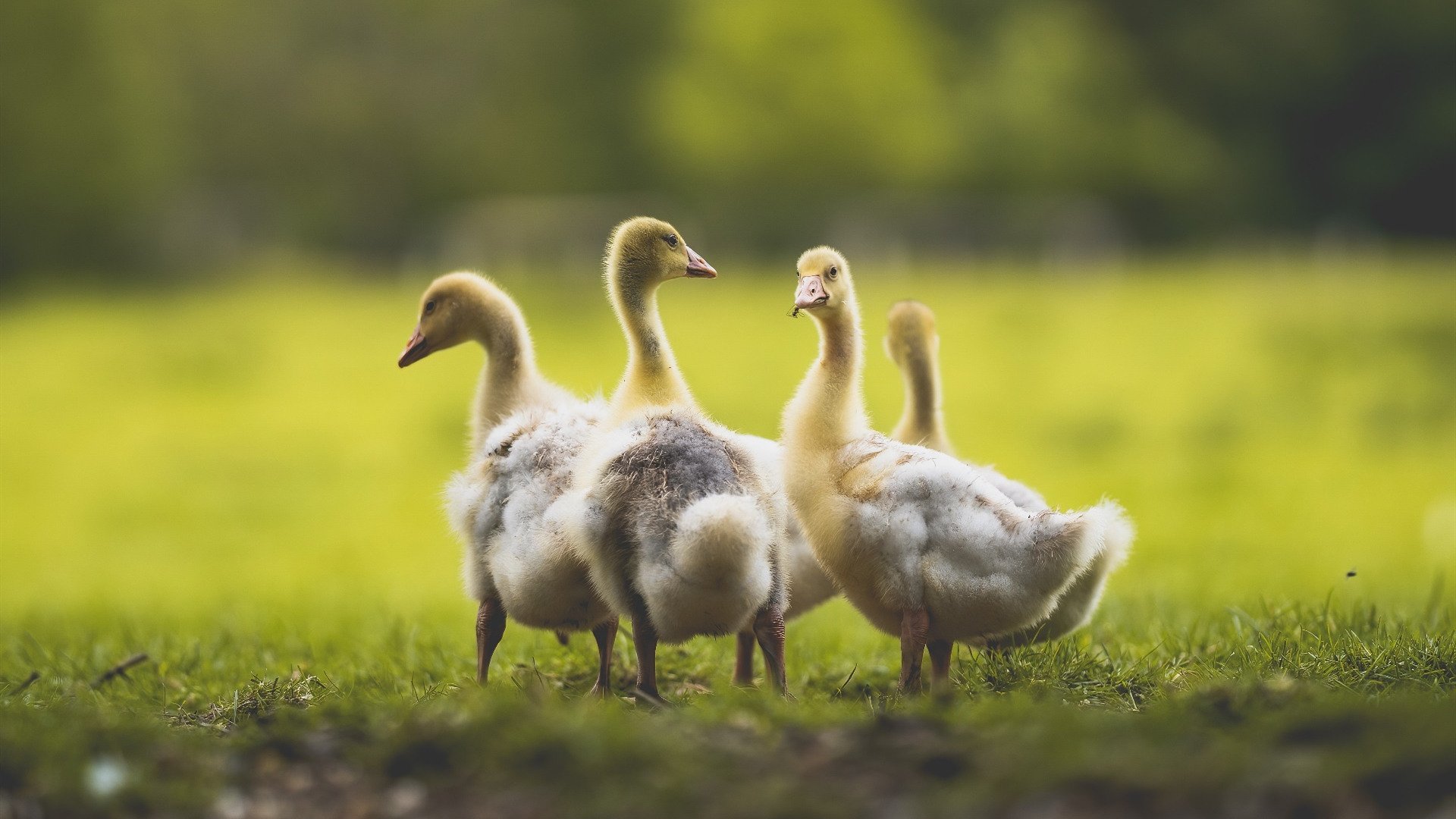 乐鱼电竞在线平台登录入口-顶级教练换帅，球队战绩起伏不定，顶级教练换帅,球队战绩起伏不定了