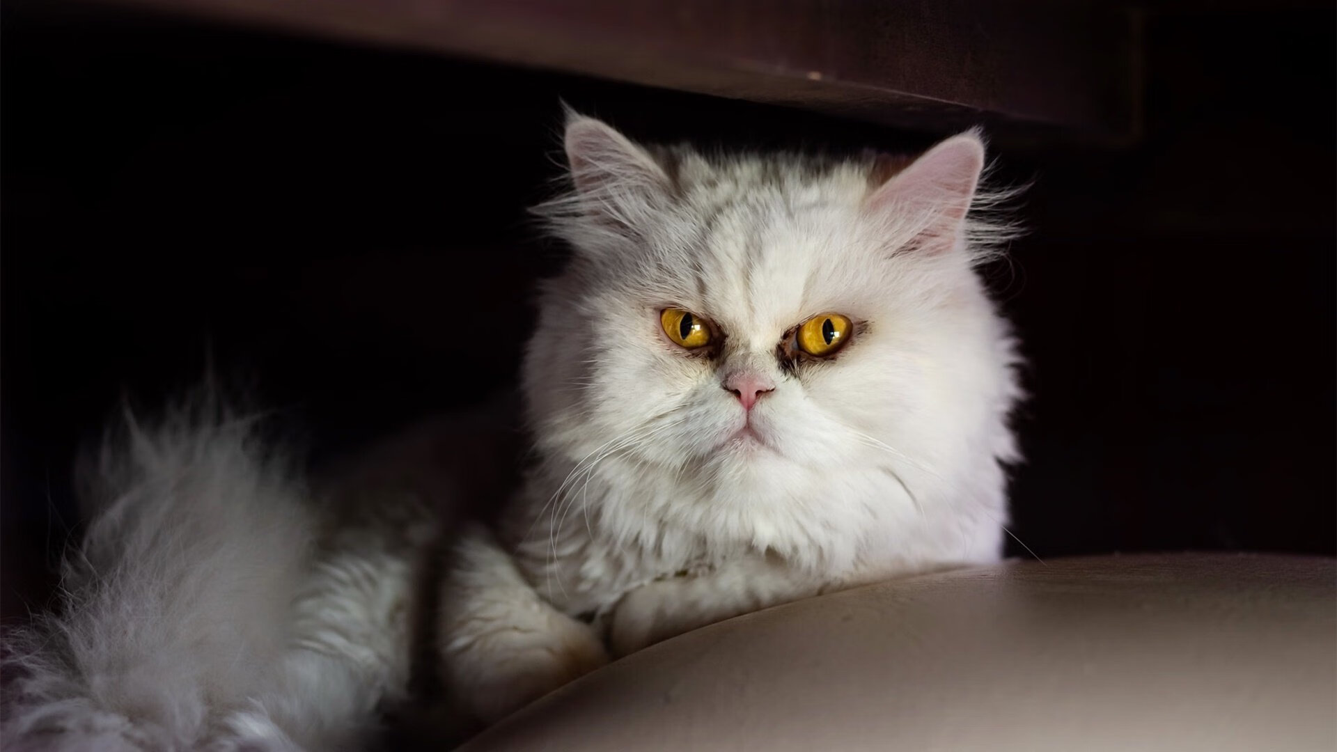 顶级新秀签下重磅合同,打破转会记录,新秀续约最大合同