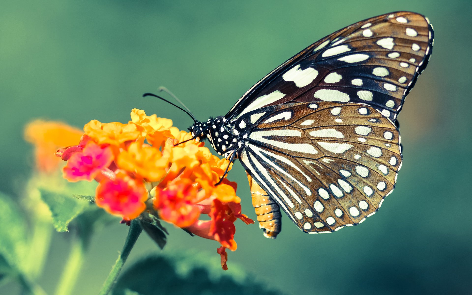 体育课程对学生心理韧性影响的长期跟踪分析，体育课对学生影响及帮助,心得体会