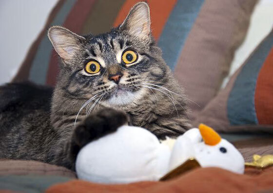 全国青少年趣味运动会精彩纷呈，青少年趣味运动会项目