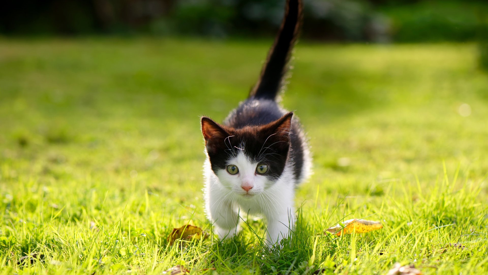 LEYU乐鱼体育官方网站-南非青训计划的成功推动新一代球员登上国际舞台，南非国家男子足球队百科