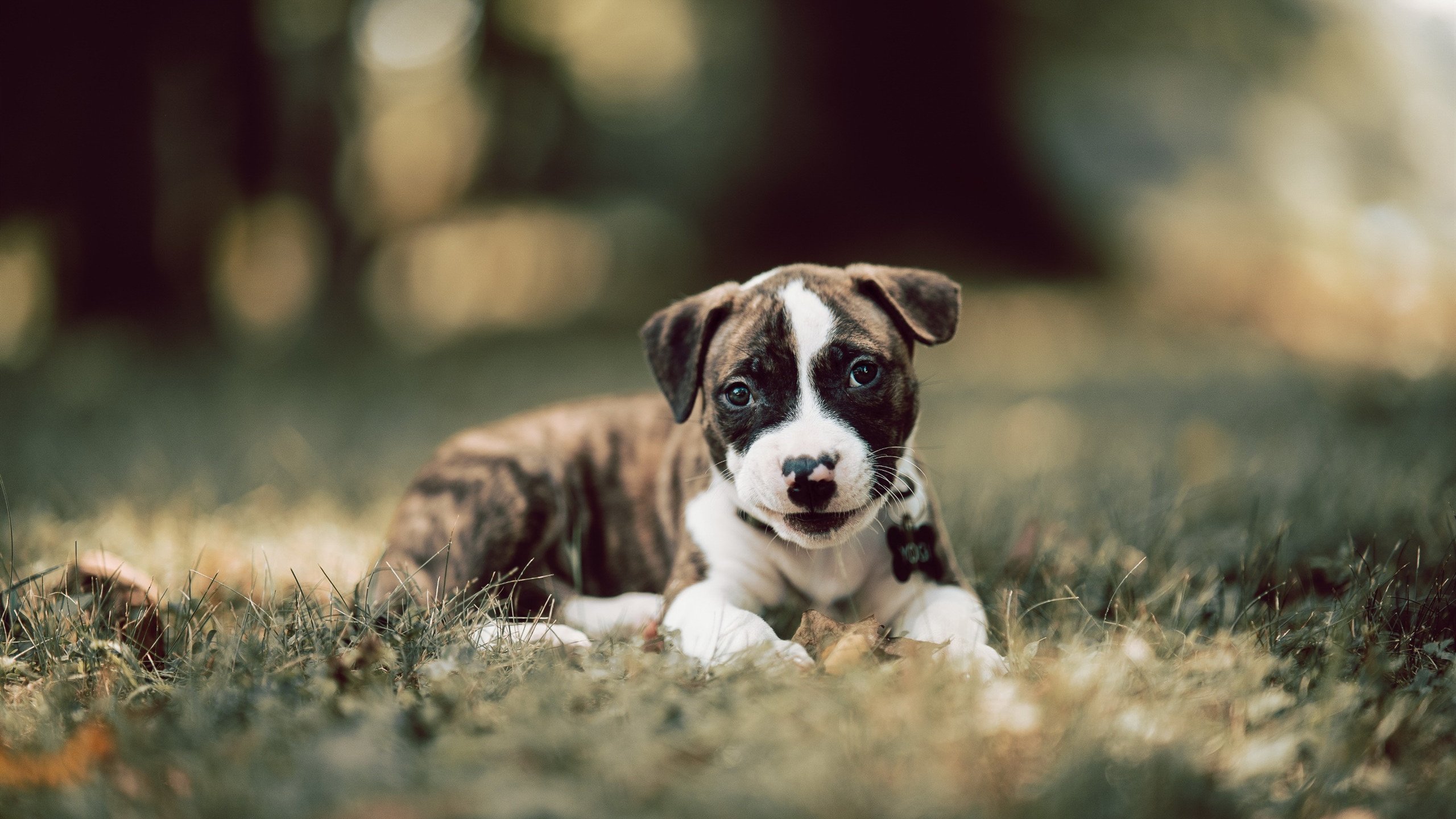 乐鱼（LEYU）体育-意甲闪耀时刻：持续高效的精彩表现，意甲榜首时不时来看看群