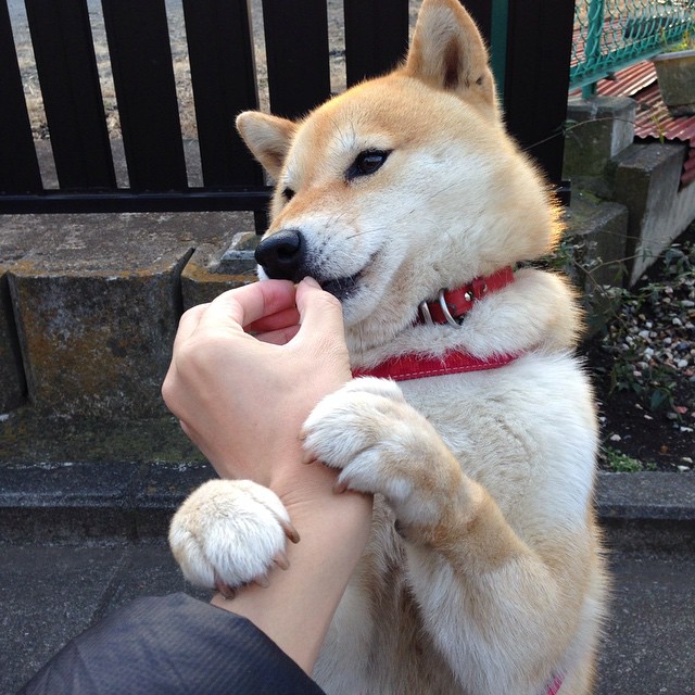 乐鱼体育(中国)官方网站-日本队在亚洲杯进展顺利，期待夺冠