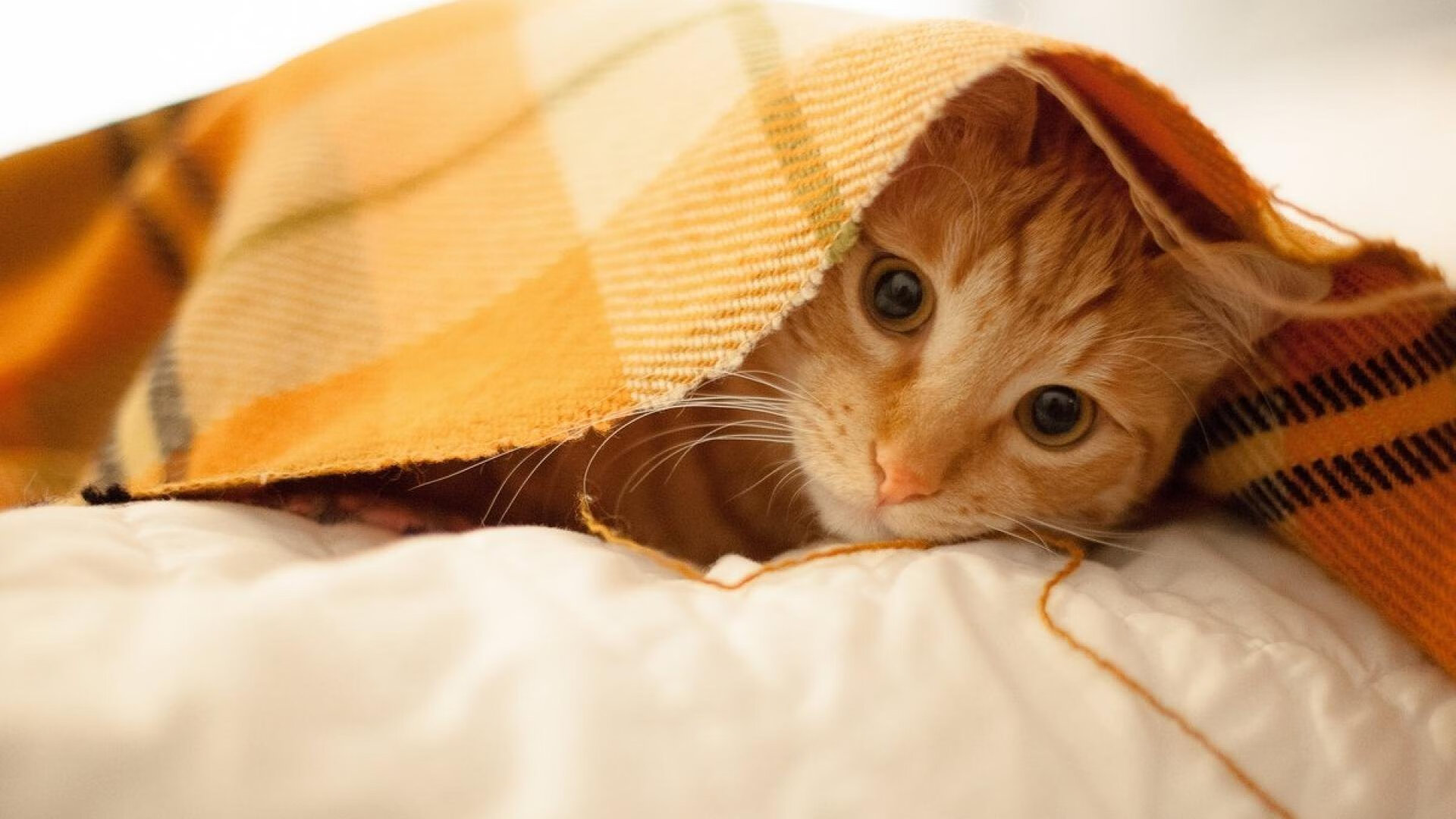 篮球比赛直播数据分析同步上线提供多角度战术解读,篮球球赛直播app有哪些