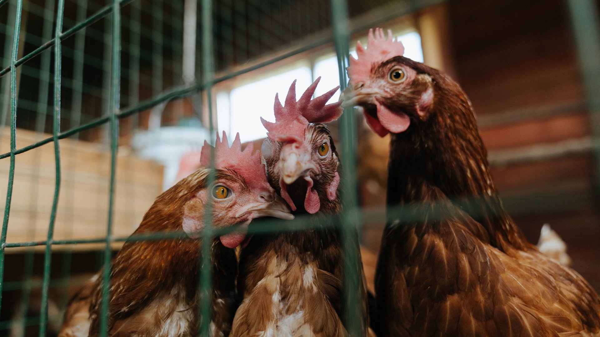 跳水动作连贯性强,稳定输出高分,跳水动作选择规则